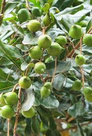 Macadamia Ternifolia Vente De Plantes Jardinerie Plante Jardin