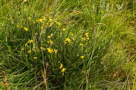 Image result for Ypsilopus erectus