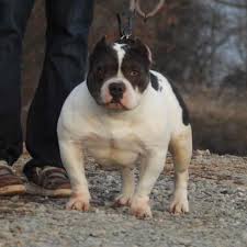 Profile for Crossroads TN Bully Kennel