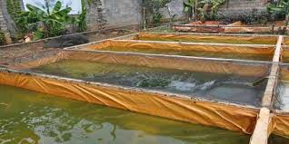 Persiapan Kolam Nila