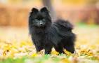 Pomeranian Dog Breed Information
