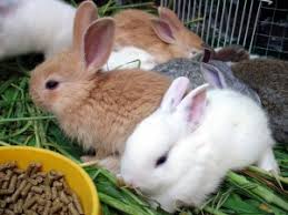 Newborn Baby Rabbits Growth Phases Everything Rabbit