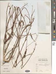 Image result for Tephrosia nana