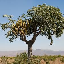 Image result for Cussonia sessilis