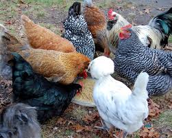 Egg eating is a problem. Best Chicken Breeds For Pets The Cape Coop