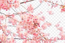 In fact, you can decide to use a dark colour. Japan Pink Trees Wallpaper
