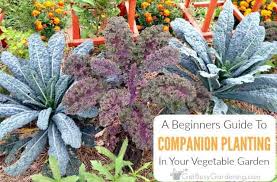 In order to escape from such stresses and hassles, we have here an array of companion planting charts that are of high quality and definition. A Beginner S Guide To Companion Planting Get Busy Gardening