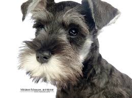 Black And Silver Miniature Schnauzer Breeders Cuddly Dogs Miniature Schnauzer Puppy Wallpapers 1600 1200 Black And Silver Miniature Schnau Schnauzer Puppy Yorkshire Terrier Puppies Miniature Schnauzer