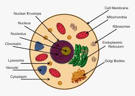 Animal Cell Png Transparent Png Transparent Png Image Pngitem I caught wind of this when posting to imgur.