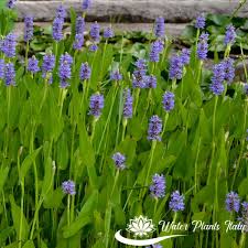 This is fiori acquatici by sara boscolo on vimeo, the home for high quality videos and the people who love them. Pontederia Cordata Piante Acquatiche Water Plants Italy