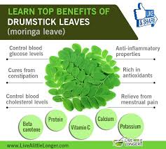 Here Are The Benefits Of Drumstick Leaves Benefits Moringa Drumstick Health Drumstick Leaves Benefits The Cure Herbal Plants
