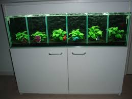 Multi Sectional Betta Tank Betta Fish Tank Betta Tank Betta Aquarium