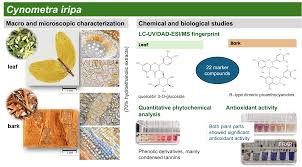 Image result for Micklethwaitia