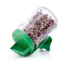 Broccoli kiemen – Aphesis