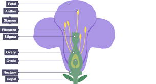This is the male reproductive organ and is also known as androecium. What Are The Parts Of A Flower S Reproductive System Socratic