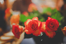 صور ورد الوان الورود رائعه خلفيات ورود وازهار صور ورد بالوان