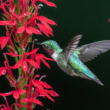 Maybe you would like to learn more about one of these? Top 10 Colorful Flowers Hummingbirds Love I Taste Of Home
