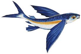 Image result for images of flying fish