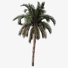 Sawit malaysia kumbang kelapa buah pelik pelepah kelapa pokok pisang kaki gambar akar kelapa kepiting kelapa tandan kelapa jenis kelapa gambar sabut kelapa pemandangan pohon kelapa ladang kelapa sawit pokok kelapa photoshop penanaman kelapa gambar perkebunan. Gambar Tarikh Pokok Kelapa Sawit Tanam Clipart Hijau Taman Png Dan Psd Untuk Muat Turun Percuma