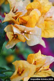 Pin On Flowers
