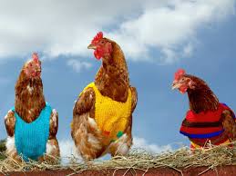 We did not find results for: Knitted Vests For Ex Battery Hens Saga