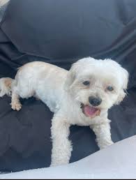 Unrecognizable object found east of Calvary, between Cypress Creek and McNab