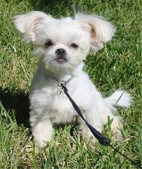 The shih tzu experienced another setback due to world war ii, but breeding picked up again during the 1950s and 60s. Shichi Dog Breed Pictures 1