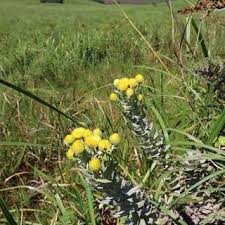 Image result for Helichrysum kirkii