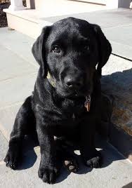 Black And Tan Labrador For Sale Black Labrador Retriever Puppies For Sale Ny Labrador Retriever Black Labrador Retriever Labrador Retriever Puppies