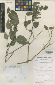 Image result for Tiliacora funifera