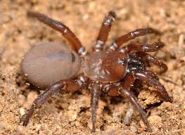 Maybe you would like to learn more about one of these? Antrodiaetidae Wikipedia