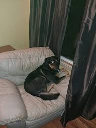 I know this is a long shot still looking for our fur babies gone a month in  California Kentucky by stepstone rd and route 10 it's hard enough losing 1  dog little