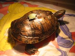 Care Sheet Red Ear Slider