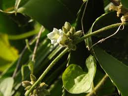 Image result for Lepistemon