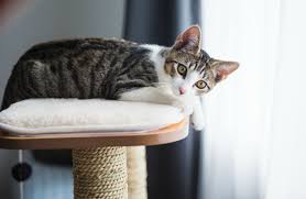 With proper precautions in place, nearly any pet can be left alone safely for a few hours or even for half a day without much worry. How Long Can You Leave A Cat Alone Purina One