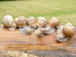 Preparer Des Escargots Vivants