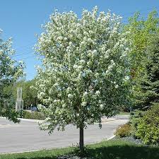 Maybe you would like to learn more about one of these? Crabapple Tree Spring Snow B B 1 75 Caliper Alsip Home Nursery