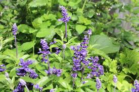 Bereits in der antike und im mittelalter war er so. Salvia Farinacea Mehliger Salbei Sorten Pflege Anleitung Gartendialog De