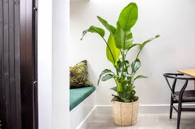 Image result for Strelitzia