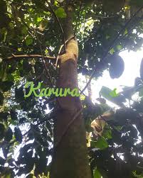 Image result for Mimusops kummel