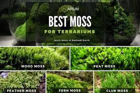 Mossarium Complete Care Guide How To Build Moss Terreriums Moss Terrarium Beautiful Terrariums Terrarium