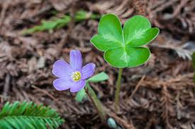 Image result for Oxalis oligotricha