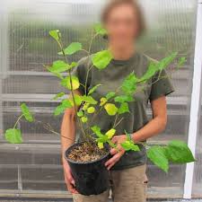 Murier Nain Mojo Berry Murier Des Montagnes Vente Murier Nain Mojo Berry Murier Des Montagnes Morus Rotundifolia Mojo Berry