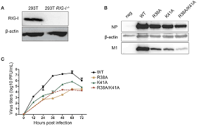 Nov 01, 2008 · a vero cell line (ecacc 88020401, african green monkey kidney cells, gmk clone) was grown and maintained according to ammerman et al. Frontiers A Promising Ifn Deficient System To Manufacture Ifn Sensitive Influenza Vaccine Virus Cellular And Infection Microbiology