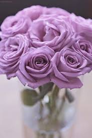 Rose Meanings Explained Purple Roses Lavender Roses Purple Flowers