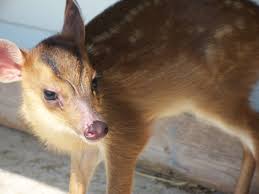 Because they can't breed with other deer species, they are less regulated in some states. My Weird Pet A Muntjac Almost The World S Smallest Deer So Cute Hubpages