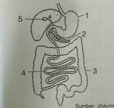 Check spelling or type a new query. Latihan Soal Biologi Kelas 11 Bab Sistem Pencernaan Makanan Beserta Kunci Jawaban Science S Home