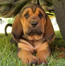 Bloodhound Puppy For Sale In Toccoa Ga Adn 48315 On Puppyfinder Com Gender Female Age 9 Weeks Old Bloodhound Puppies Puppies For Sale Bloodhound