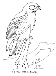 720x932 adult christmas coloring books plus adult coloring pages adult. Free Hawk Images Hawk Coloring Page Animals Town Animals Color Sheet Hawk Free Coloring Pages Free Printable Coloring Pages Moose Silhouette