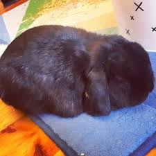 Peace of mind animal care services. Peace Of Mind Pet Sitting Home Facebook